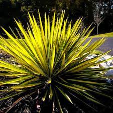 Yucca Filamentosa Adam's Needle (Sh) - 5.5