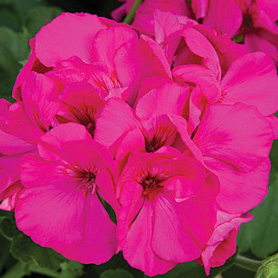 Geraniums from seed (Su) - handle 6pk